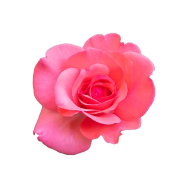  Pembe gül Sevgililer Günü aşkı beyaz arka planda izole