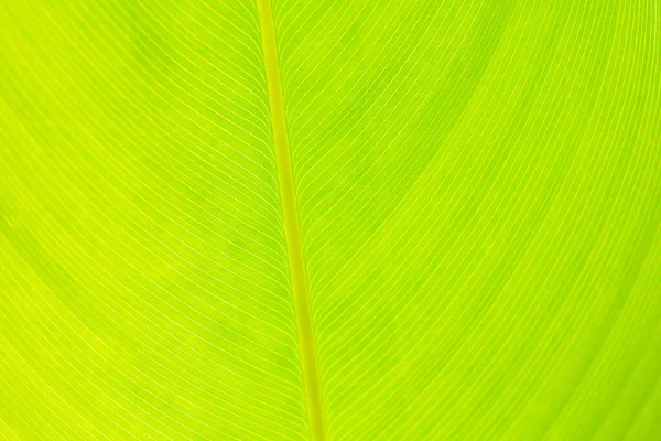 Folha Verde Detalhe Linha Textura Fundo Natural Papel Parede — Fotografia de Stock