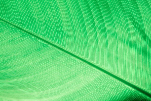 Folha Verde Detalhe Linha Textura Fundo Natural Papel Parede — Fotografia de Stock