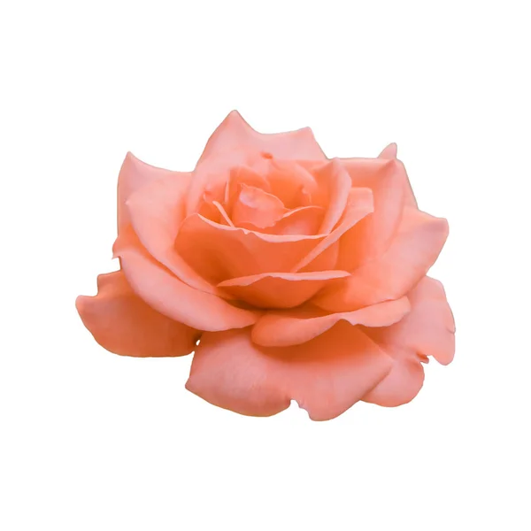 Miękkie Ostrość Rozmycie Piękny Pastel Róża Kwiat Natura Tło — Zdjęcie stockowe