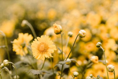 Tarlada açan kasımpatı çiçekleri. Doğal dokular arka plan