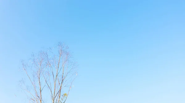 Suché Větvičky Jaře Pozadí Modré Oblohy Kopírovat Prostor Pro Váš — Stock fotografie