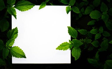 Design Creative layout with green leaf and white paper card note for use.