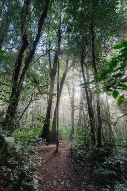 forest with fog in the morning nature aerial. Vertical