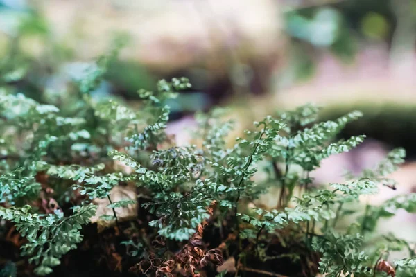 蕨类叶子在森林深处纹理背景顶视图 — 图库照片