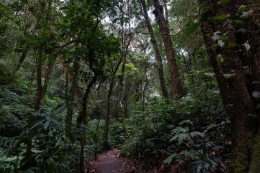 Orman yollu doğa ve sisli çevre derin orman manzaraları, manzara, patikalar, yürüyüş yolları ve cennet köşeleri kış sabahı Asya, Doi Inthanon, Chiang Mai, Tayland.