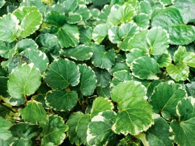 Ariegated Balfour aralia ya da Polyscias Balfouriana yeşil renkli ve beyaz yaprak dokusuna sahiptir. Ağaç bitkileri evde bahçeyle uğraşıyor.