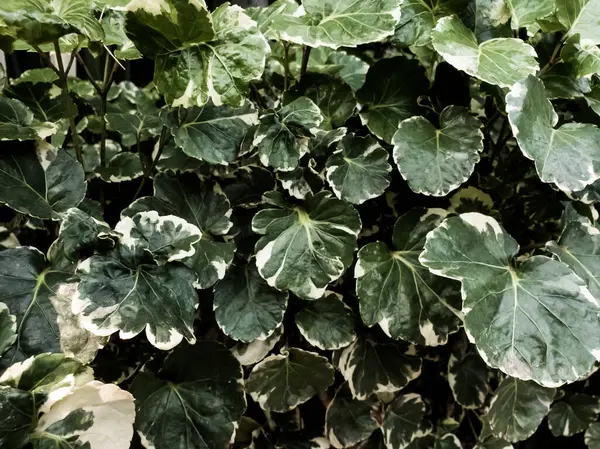 Ariegated Balfour Aralia Polyscias Balfouriana Green White Leaves Texture Nature — Stock Photo, Image