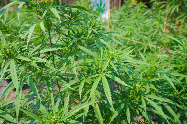 Марихуана растения, цветущие в саду