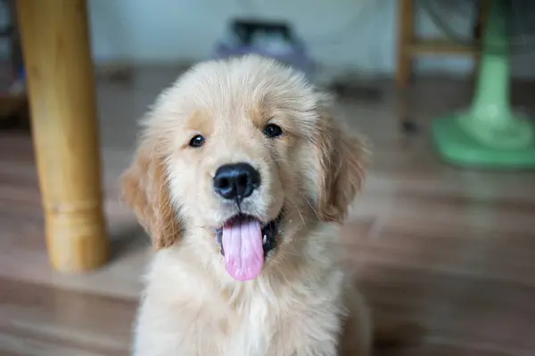 Anak Anjing Golden Retriever Duduk Atau Tersenyum Bahagia Dan Mematuhi Stok Foto