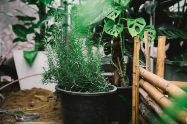 Arka bahçede büyüyen küçük bir serada taze yeşil biberiye..