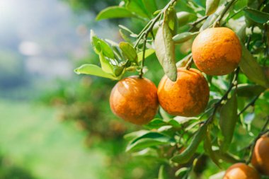 Bahçedeki lezzetli Asya portakal meyvesi Tayland 'daki Fang Chiang Mai Bölgesi metin için kopyalama alanı