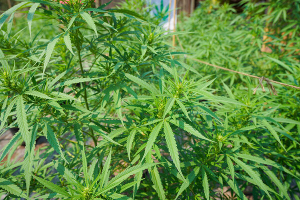 Марихуана растения, цветущие в саду