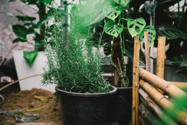 Arka bahçede büyüyen küçük bir serada taze yeşil biberiye..