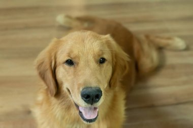 Golden Retriever yedi aydır kamerayı arıyor ve eve gülümsüyor.