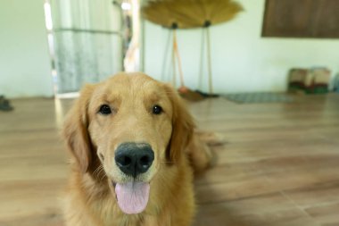 Golden Retriever yedi aydır kamerayı arıyor ve eve gülümsüyor.