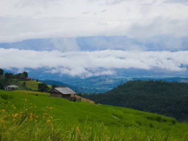 Mae Chaem, Chiang Mai, Tayland 'daki pirinç terasları yeşil tarlaların, temiz hava akıntılarının ve sisli gökyüzünün huzurlu görüntüsüdür. Akıllı telefonla çekilmiş.
