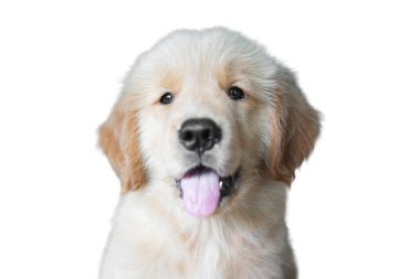 Dilini dışarı çıkaran Golden Retriever köpeği beyaz arka planda izole edilmiş.