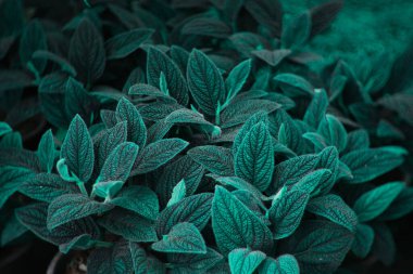  Koyu mavi ve deniz yeşili gölgelerden oluşan dönüştürücü ağaç 2026 yılında yenilenme dengesi ve yenilenmeyi sembolize ederek, doğanın tasarımı ve bilinçli bir gelecek için dijital ilerlemeyi harmanlıyor. Eğilim Rengi arkaplanı.