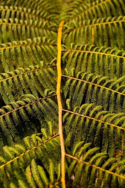 Brasilianische Textur Aus Trockenen Blättern Das Foto Zeigt Die Adern — Stockfoto