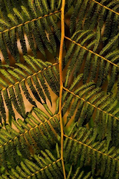 Brazilian Dry Leaf Texture Photo Looks Show Veins Contrast Color — Stock Photo, Image
