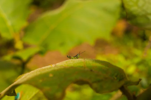 Amazon Yağmur Ormanlarının Ortasında Ağaç Gövdesinde Yürüyen Bir Böcek Yazık — Stok fotoğraf