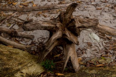 Ormanın ortasında asma ve ağaç gövdeleri.