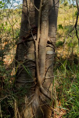 Ağaçta yükselen ve gövdesini büken parazit kökleri.