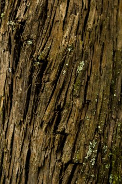 çam kabuğu dokusu yakın çekim görünümü