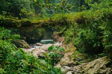 Şelalenin yakınındaki taşlarla doğal bitkiler arasındaki su.
