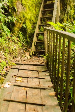Arkasında yosun ve bitki örtüsü olan ormandaki tahta merdivenler.