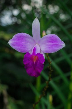 Pembe bir çiçeğe yaklaş