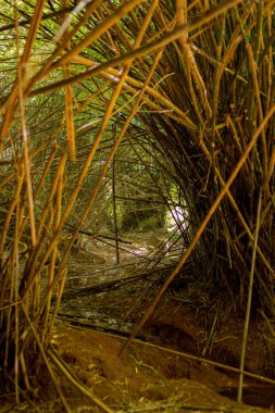 Altında su olan ince bambu ormanı ve gizemli bir iklim.