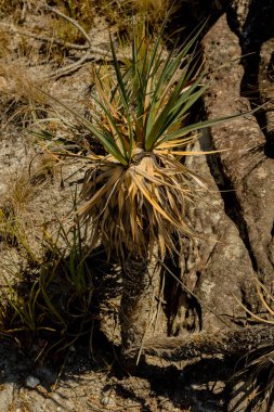 Brezilya 'nın eşsiz biyografisine özgü Vellozia