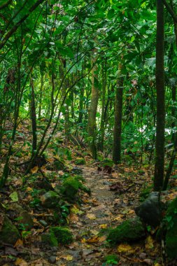 Bitkilerin ortasındaki taş patika.