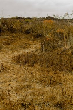 Bitkilerin ortasındaki taş patika.