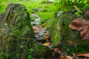 Minyatür yollar gibi görünen soyut senaryolar oluşturan doğal görüntüler.