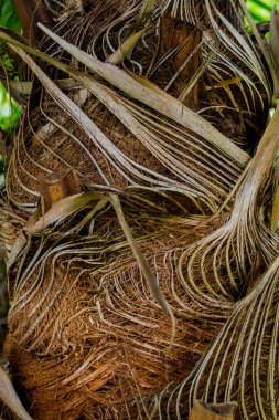 Kuru yaprak dokusu. Fotoğraf, yaprağın renginin ve damarlarının kontrastını gösteriyor..