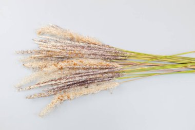  Beyaz arka plan üzerinde çimen çiçek