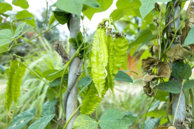 Doğadan gelen kanatlı fasülye bitkisi, Psophocarpus tetragonolobus.