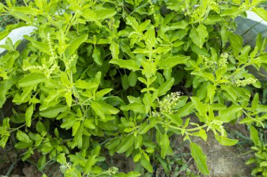 Yeşil Kutsal Fesleğen, Ocimum Tapınak. Tatlı Basil, beyaz arka planda Tayland Basili. Ocimum bazilika Linn.