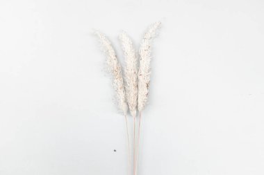  Beyaz arka plan üzerinde çimen çiçek