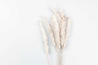  Beyaz arka plan üzerinde çimen çiçek