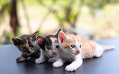 Siyah masadaki küçük kedi, doğa geçmişi. seçici odak