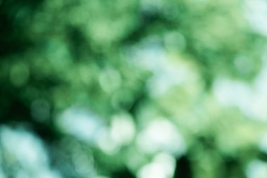 yeşil zemin doğa, daire hafif duvar kağıdı, beyaz bokeh arka plan bulanık