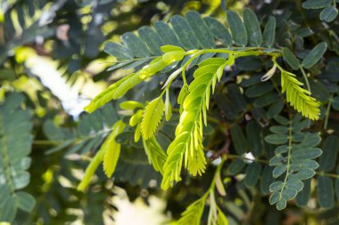 Genç demirhindi yaprakları doğadan gelir. Tropik bölgelerde yetişen ve aynı zamanda bir süs ve gölge ağacı olarak yetişen demirhindi yetiştiren tropik Afrika ağacı..