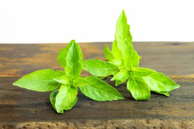 Ahşap masada yeşil kutsal fesleğen, Ocimum kutsal oda. Tatlı Basil, beyaz arka planda Tayland Basili. Ocimum bazilika Linn.