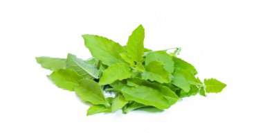Yeşil Kutsal Fesleğen, Ocimum Tapınak. Tatlı Basil, beyaz arka planda Tayland Basili. Ocimum bazilika Linn.