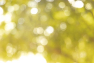 Altın doğa soyut bokeh arkaplan bulanıklığı.