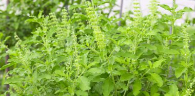 Green Holy Basil, Ocimum sanctum. Sweet Basil, Thai Basil on nature background. Ocimum basilicum Linn.